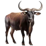 Animalito Búfalo número 37 - Chance Con Animalitos 15 de Septiembre de 2026