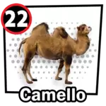 Animalito Camello número 22 - Chance Con Animalitos 26 de Agosto de 2026