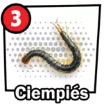 Animalito Ciempiés número 3 - Chance Con Animalitos 26 de Agosto de 2026