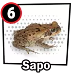 Animalito Sapo número 6 - Chance Con Animalitos 09 de Septiembre de 2026