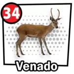 Animalito Venado número 34 - Chance Con Animalitos 27 de Agosto de 2026
