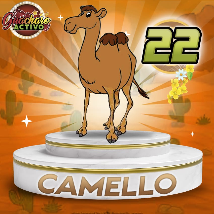 22 Camello Guacharo Activo
